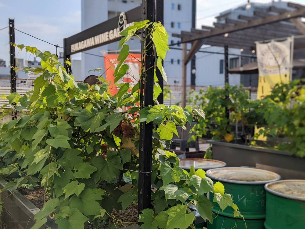 東京のビルの屋上を緑化しながら地産地消ワインをつくる「シティーヴィンヤードプロジェクト」